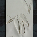 z cyklu „Owady”; materiał: gips; wymiary: 29x42 cm; cykl siedmiu reliefów gipsowych